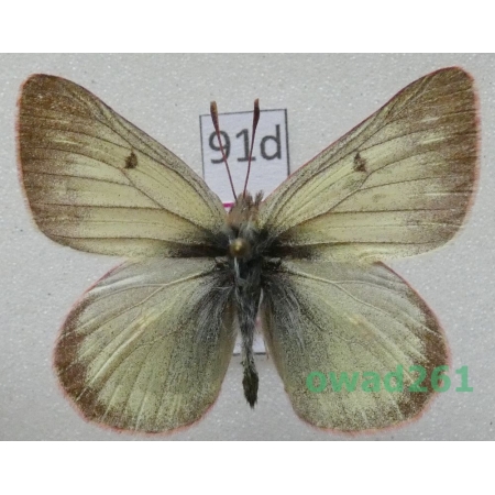 Colias nastes aliaska O. Bang-Haas, 1927 Canada91d